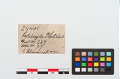 Etiketten zu Bleiring (NHMW-PRAE-024405)